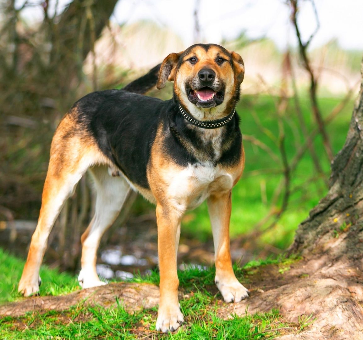 Der fröhliche Bärenjunge Andrey sucht eine Familie
