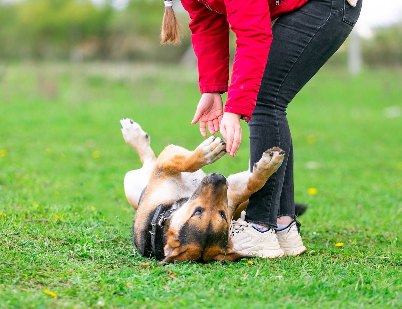 Der fröhliche Bärenjunge Andrey sucht eine Familie
