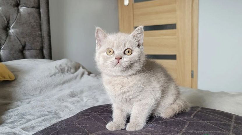 GCCF registriert Russisch Blau Kätzchen