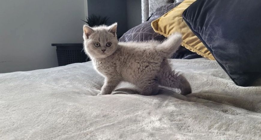 GCCF registriert Russisch Blau Kätzchen