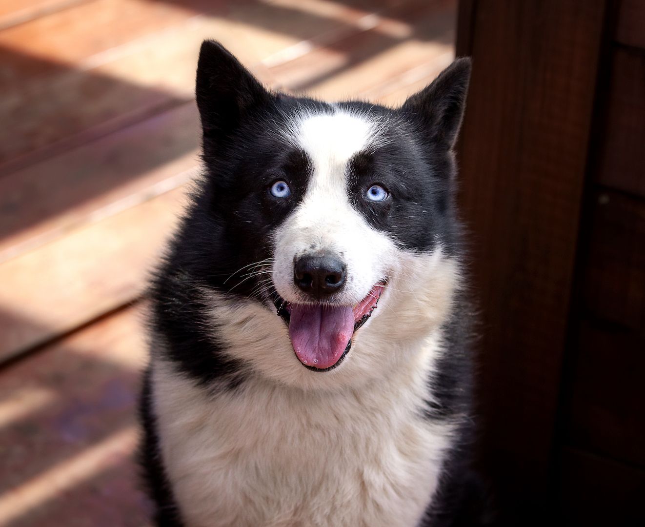 Silver (Laika-Rasse) sucht eine Familie.