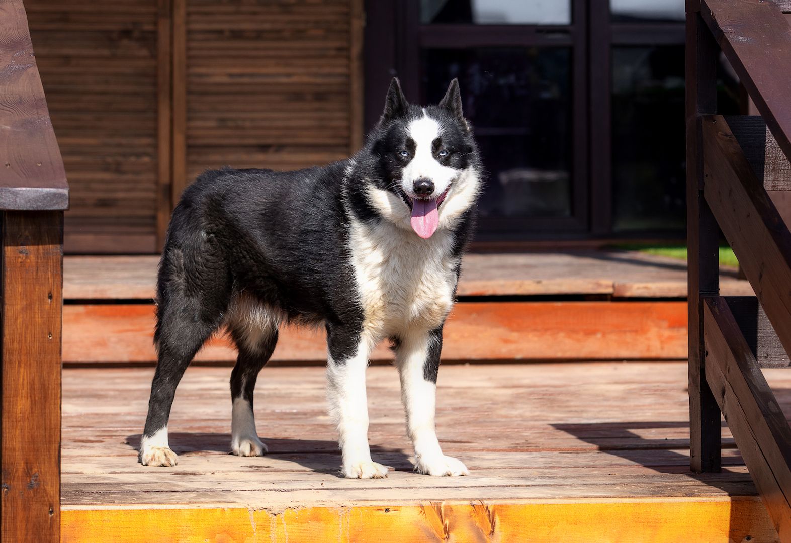 Silver (Laika-Rasse) sucht eine Familie.