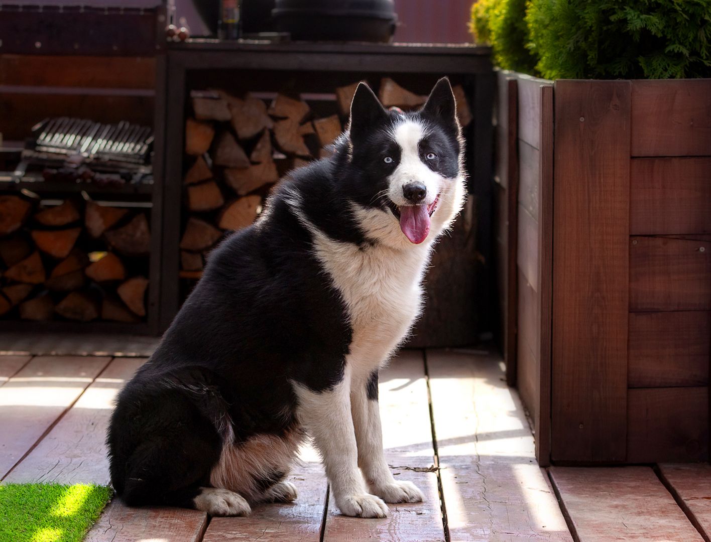 Silver (Laika-Rasse) sucht eine Familie.