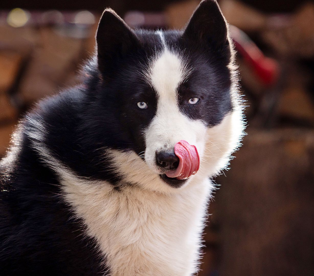 Silver (Laika-Rasse) sucht eine Familie.