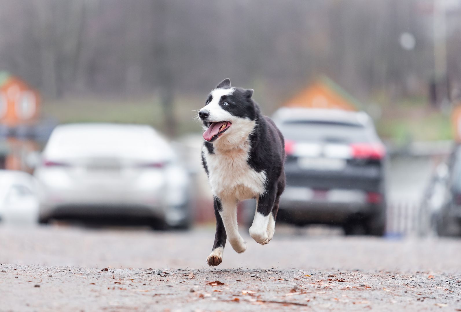 Silver (Laika-Rasse) sucht eine Familie.