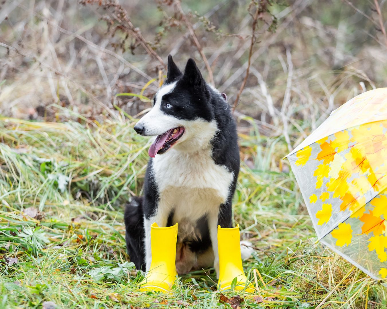 Silver (Laika-Rasse) sucht eine Familie.