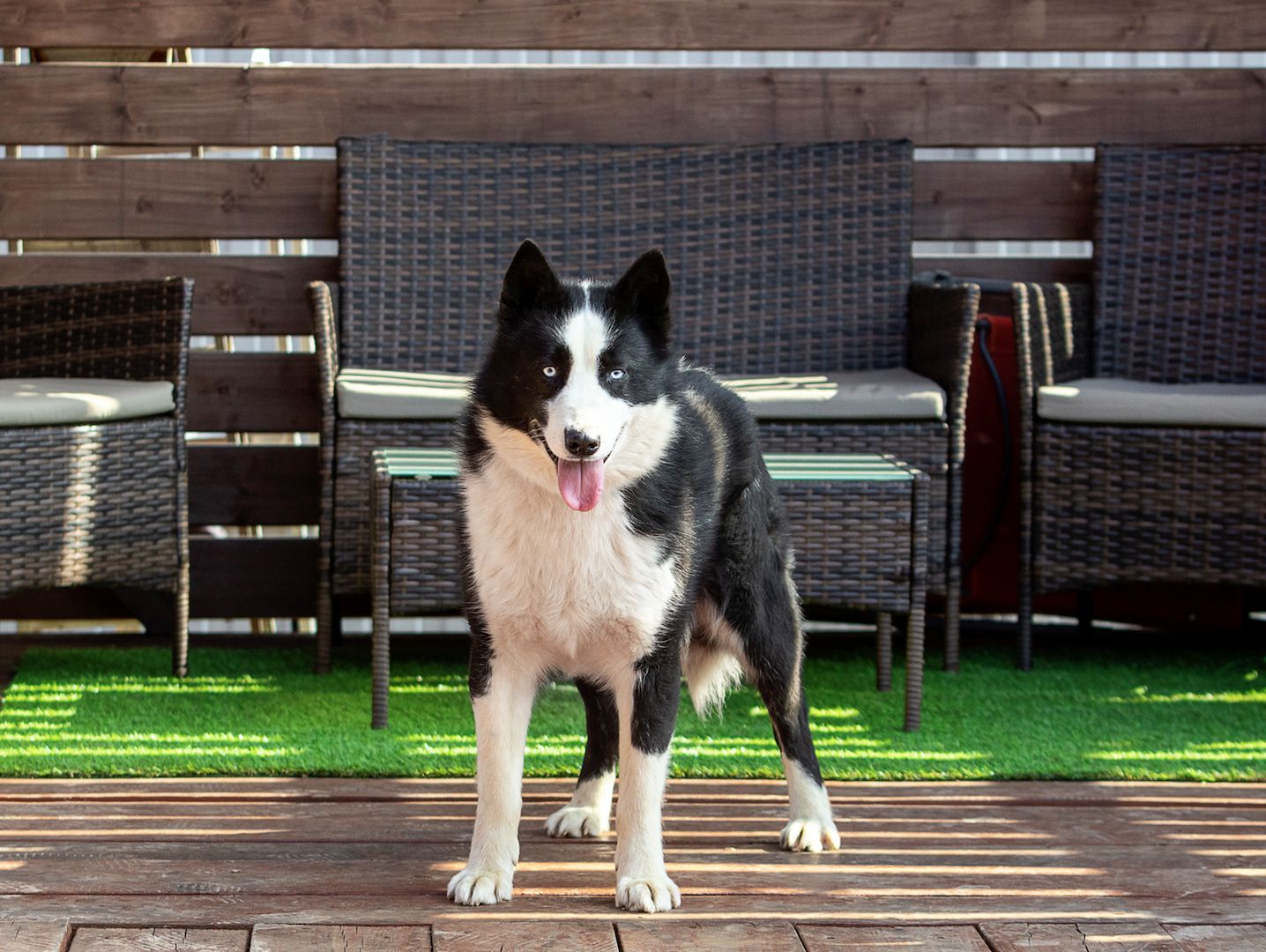 Silver (Laika-Rasse) sucht eine Familie.