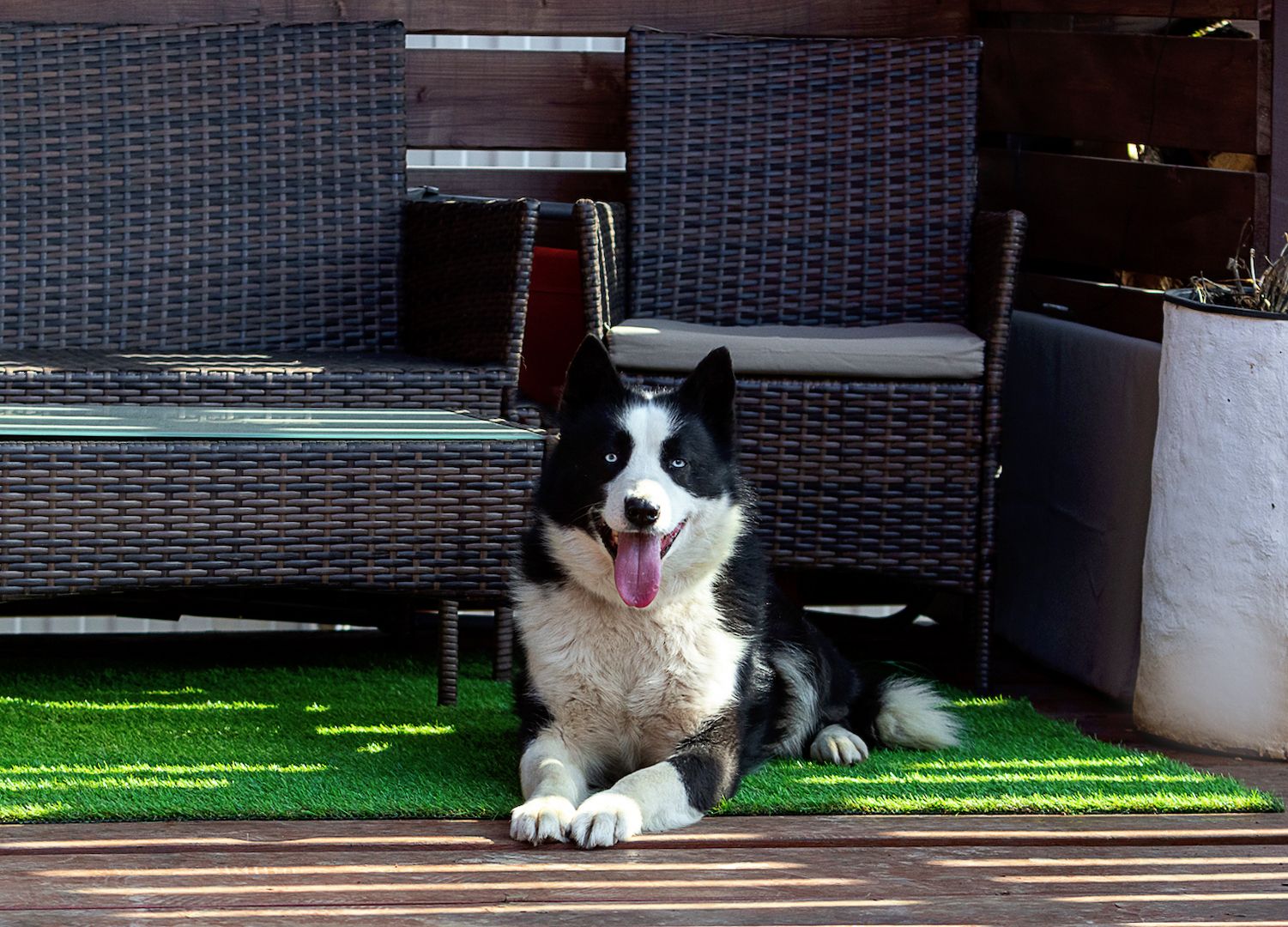 Silver (Laika-Rasse) sucht eine Familie.