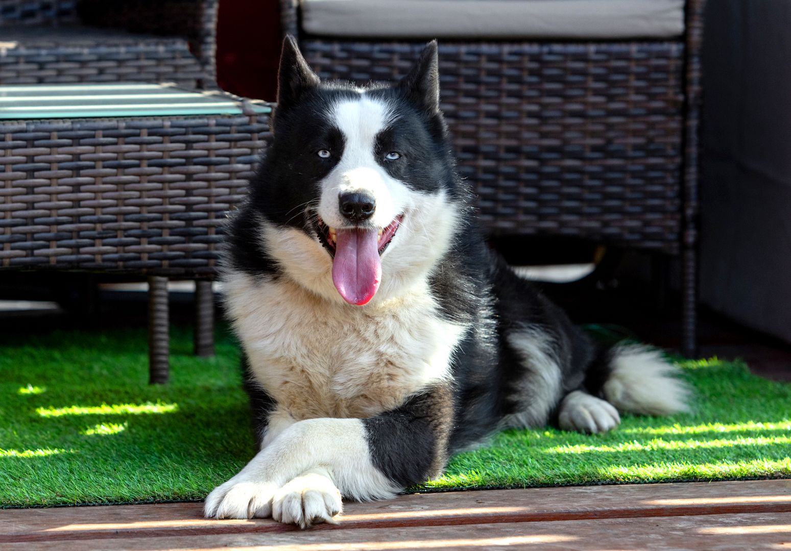 Silver (Laika-Rasse) sucht eine Familie.
