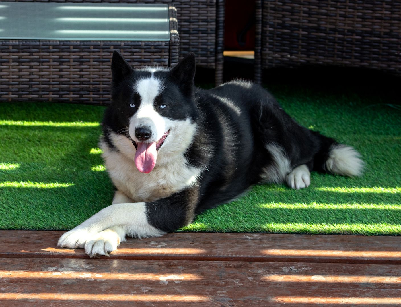 Silver (Laika-Rasse) sucht eine Familie.