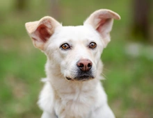 Familienhund Kokos sucht ein neues Zuhause!