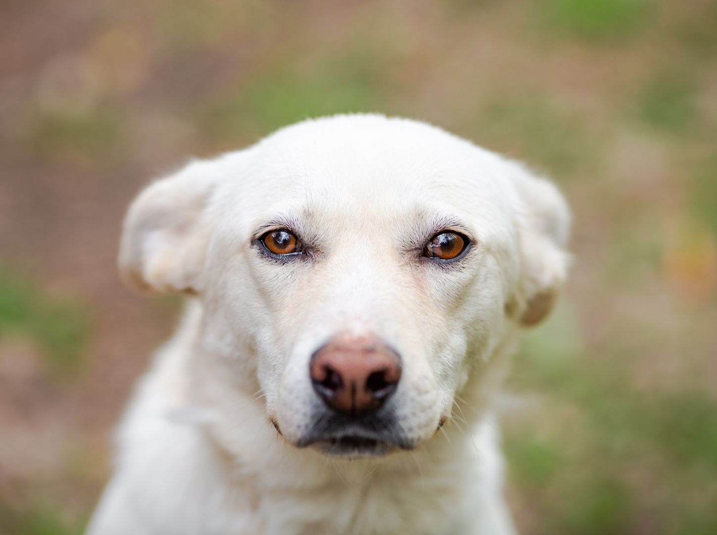 Familienhund Kokos sucht ein neues Zuhause!