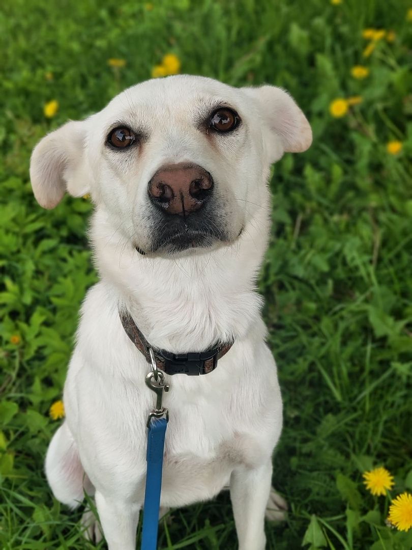 Familienhund Kokos sucht ein neues Zuhause!