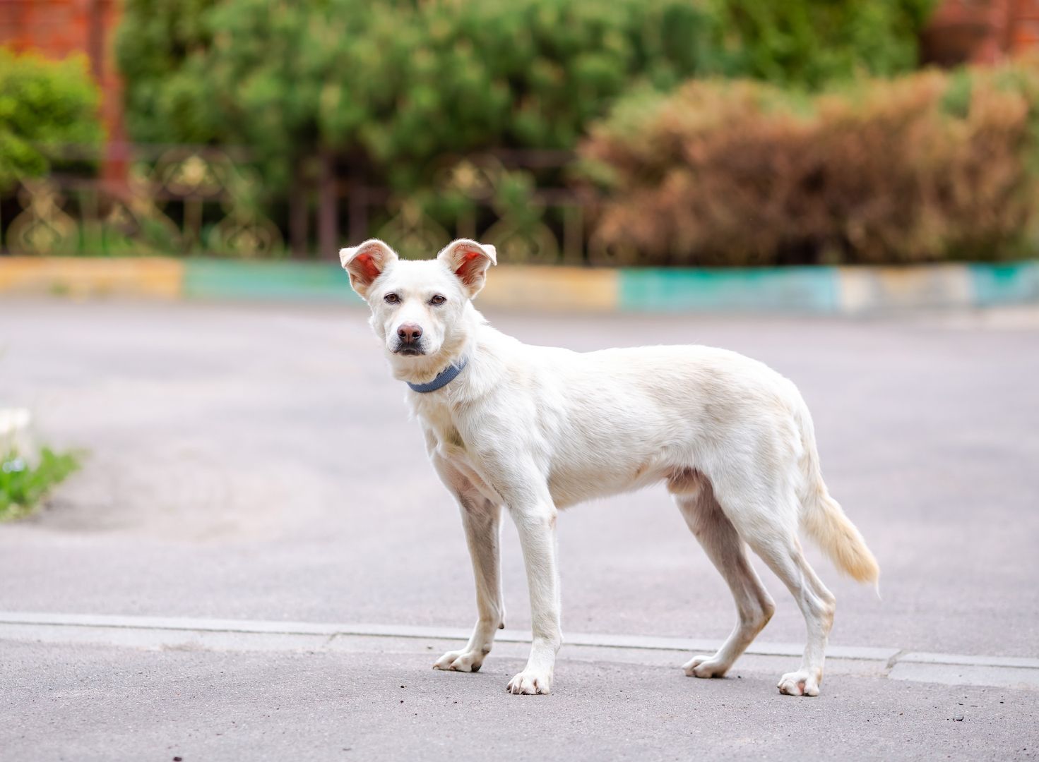 Familienhund Kokos sucht ein neues Zuhause!