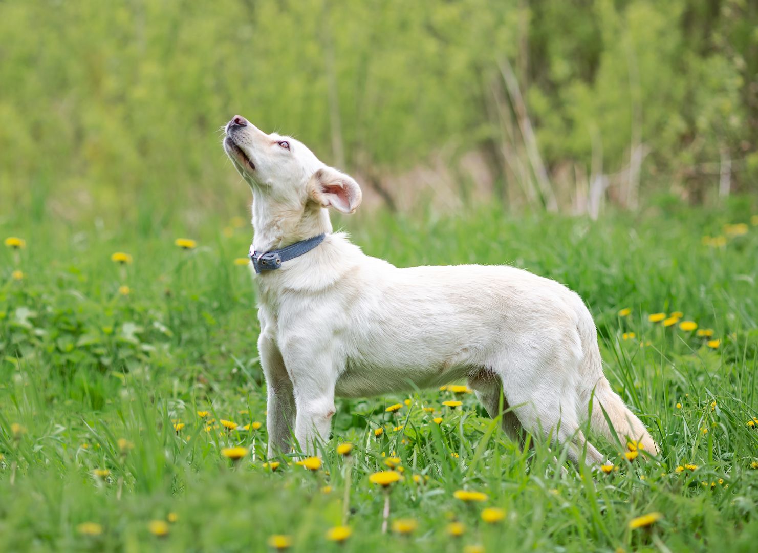 Familienhund Kokos sucht ein neues Zuhause!