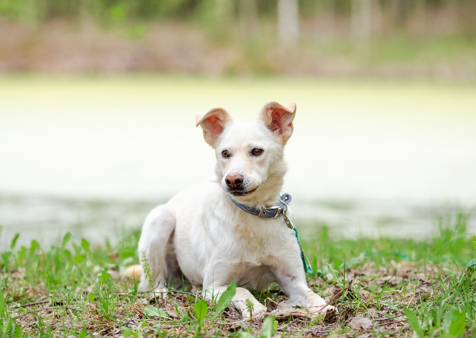 Familienhund Kokos sucht ein neues Zuhause!