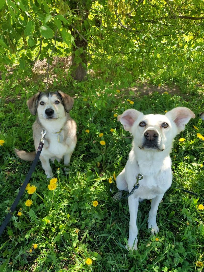 Familienhund Kokos sucht ein neues Zuhause!