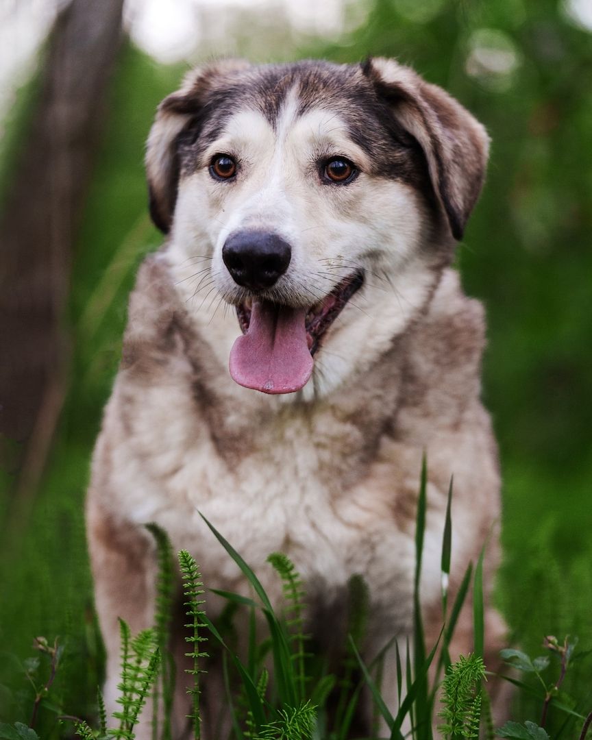 Der ruhige Hund Jack sucht einen ruhigen Besitzer. Der ruhige Hund Jack sucht einen ruhigen Besitzer.