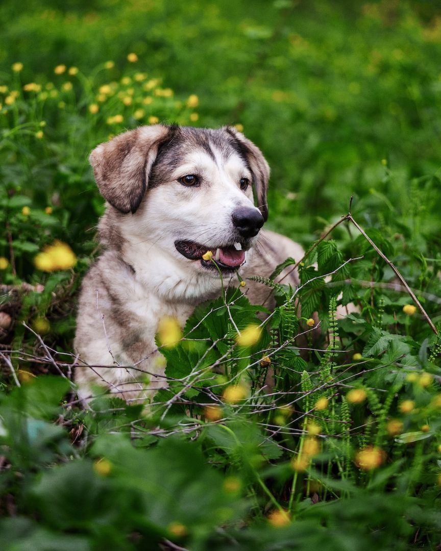 Der ruhige Hund Jack sucht einen ruhigen Besitzer. Der ruhige Hund Jack sucht einen ruhigen Besitzer.