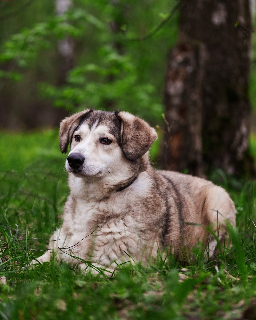 Der ruhige Hund Jack sucht einen ruhigen Besitzer. Der ruhige Hund Jack sucht einen ruhigen Besitzer.