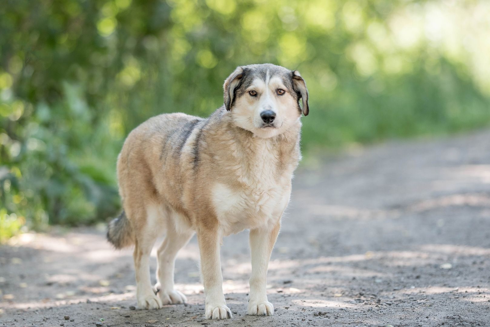 Der ruhige Hund Jack sucht einen ruhigen Besitzer. Der ruhige Hund Jack sucht einen ruhigen Besitzer.