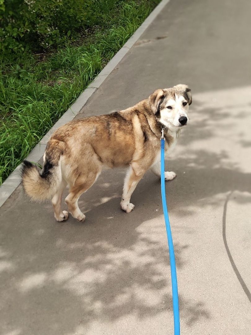 Der ruhige Hund Jack sucht einen ruhigen Besitzer. Der ruhige Hund Jack sucht einen ruhigen Besitzer.