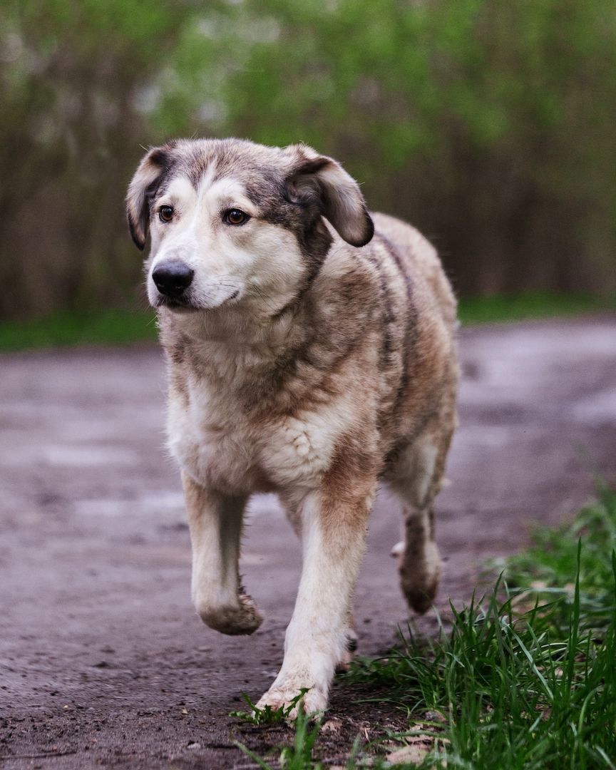 Der ruhige Hund Jack sucht einen ruhigen Besitzer. Der ruhige Hund Jack sucht einen ruhigen Besitzer.