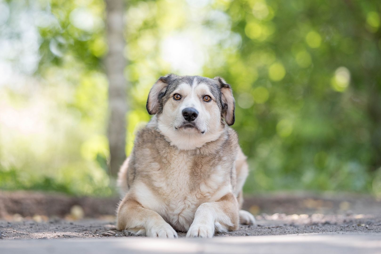 Der ruhige Hund Jack sucht einen ruhigen Besitzer. Der ruhige Hund Jack sucht einen ruhigen Besitzer.