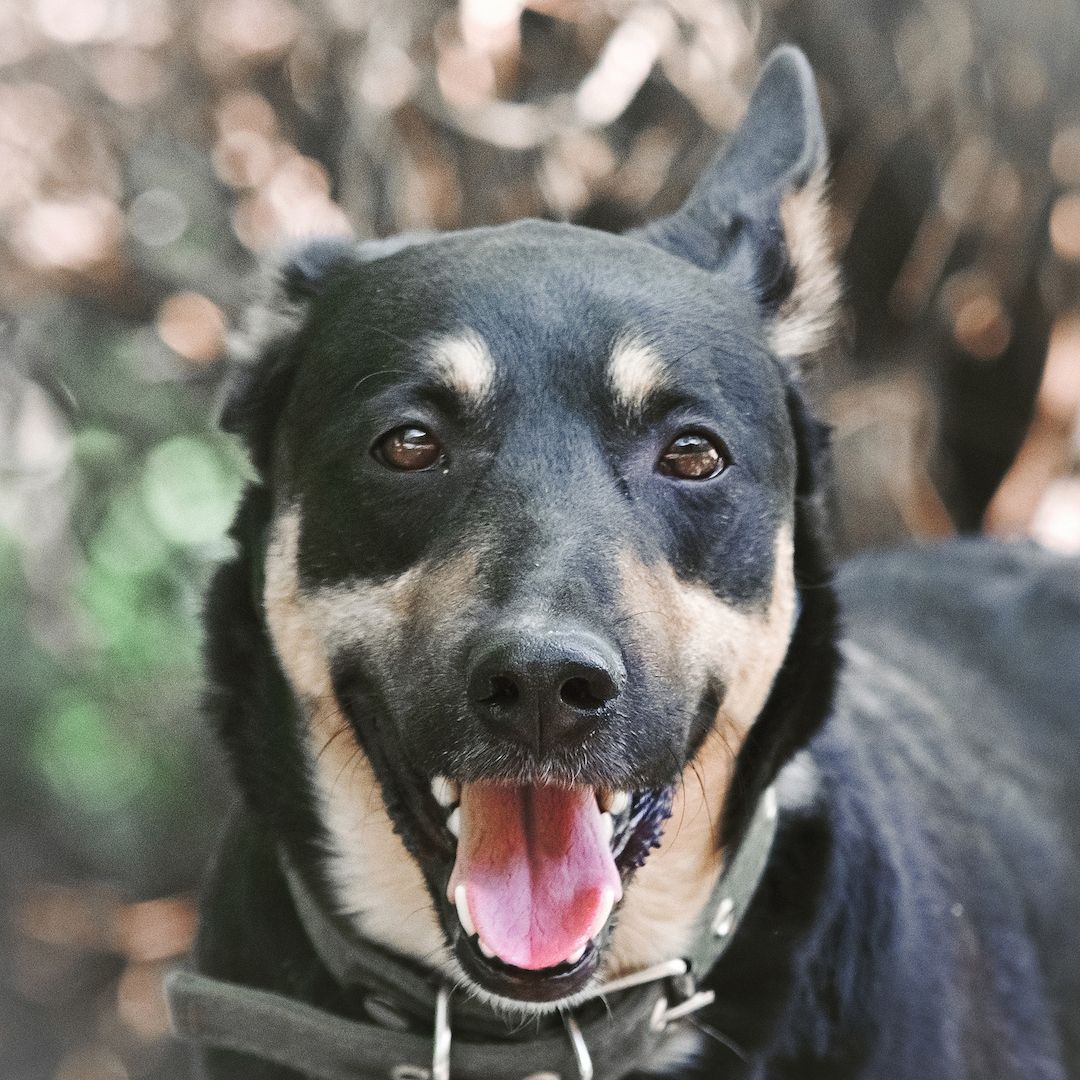 Cheech ist ein Familienhund, ein mittelgroßer Schäferhund-Mischling, der ein Zuhause sucht!