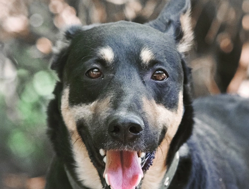 Cheech ist ein Familienhund, ein mittelgroßer Schäferhund-Mischling, der ein Zuhause sucht!