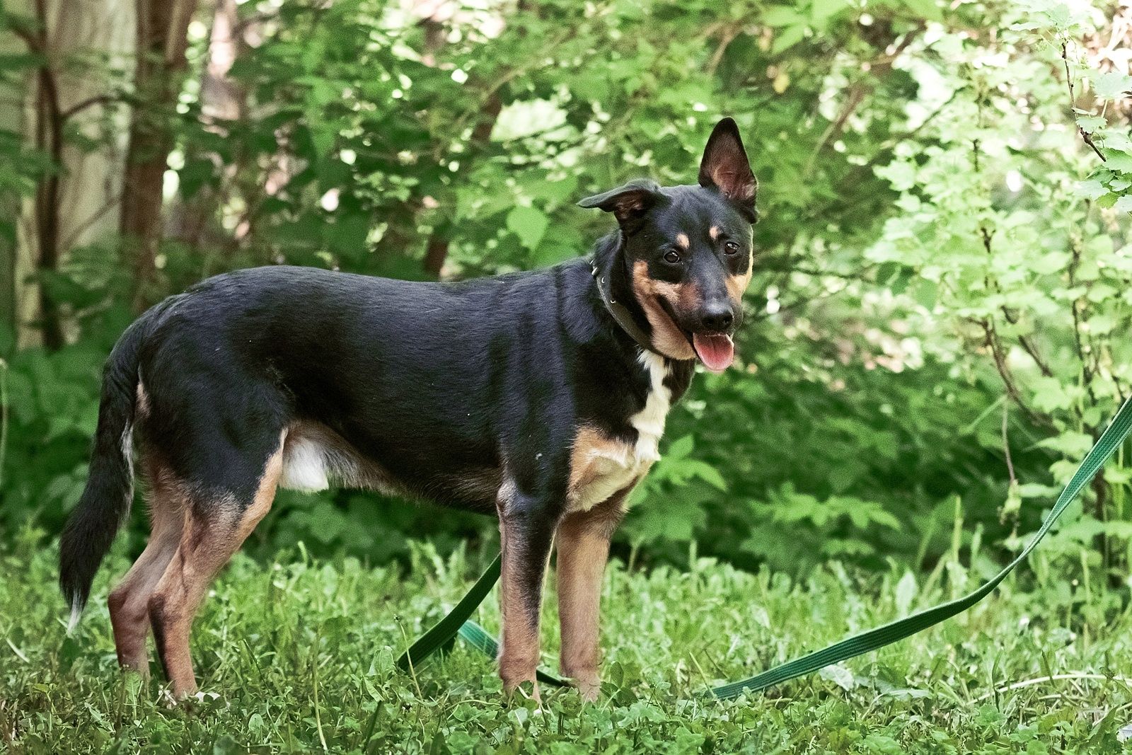 Cheech ist ein Familienhund, ein mittelgroßer Schäferhund-Mischling, der ein Zuhause sucht!