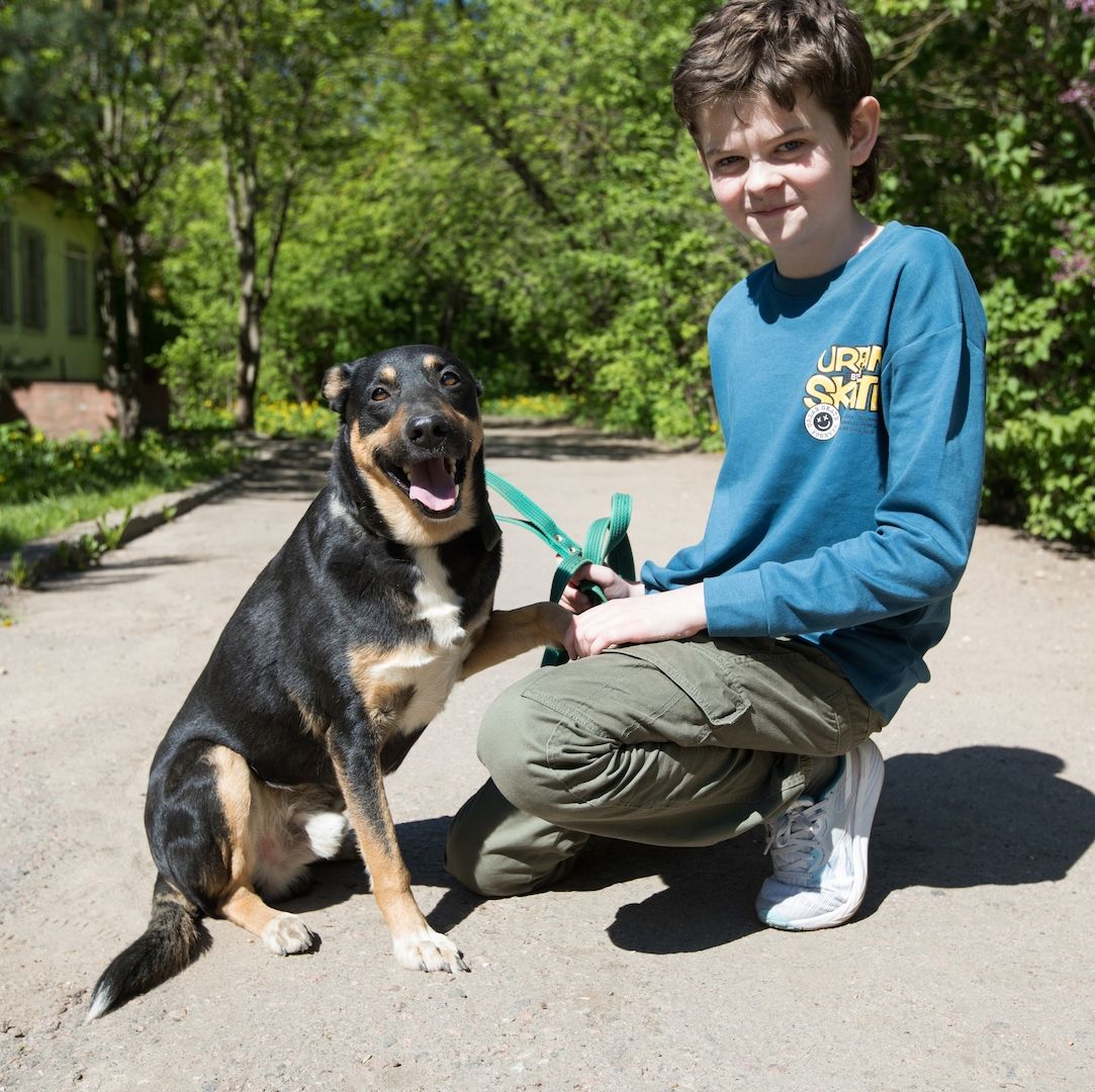 Cheech ist ein Familienhund, ein mittelgroßer Schäferhund-Mischling, der ein Zuhause sucht!