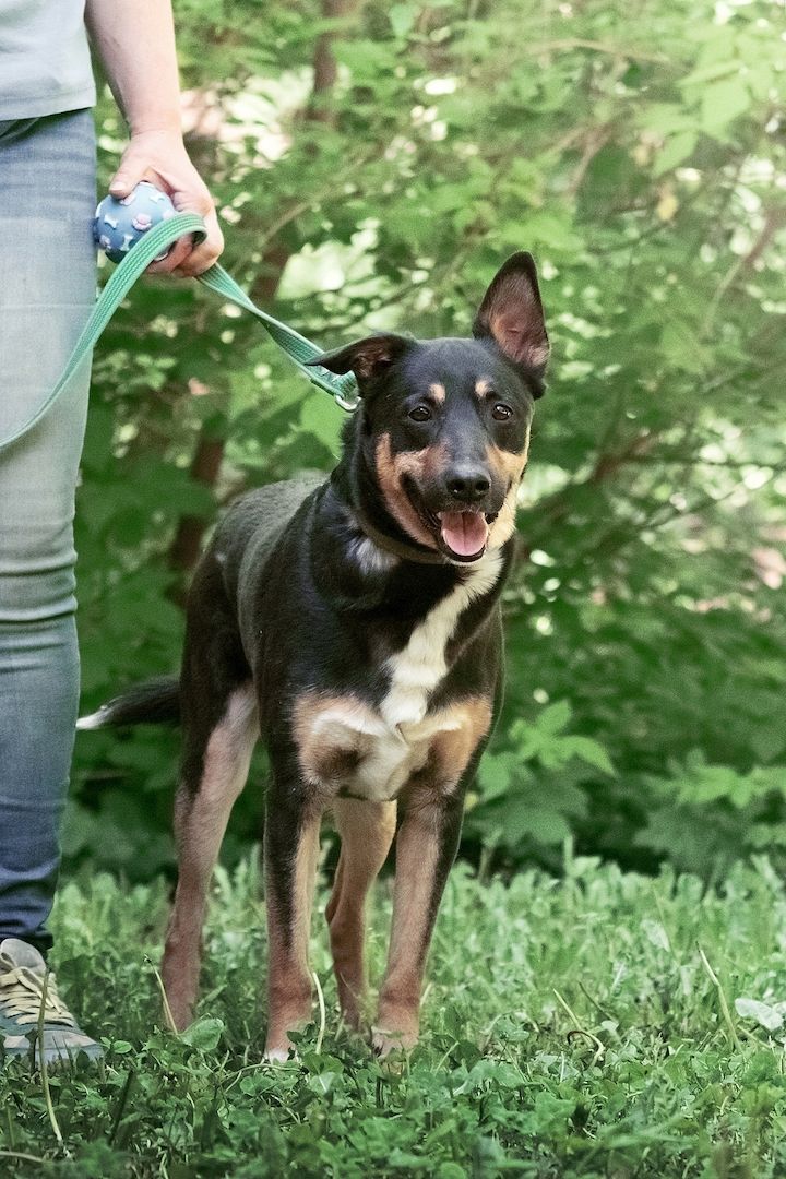 Cheech ist ein Familienhund, ein mittelgroßer Schäferhund-Mischling, der ein Zuhause sucht!