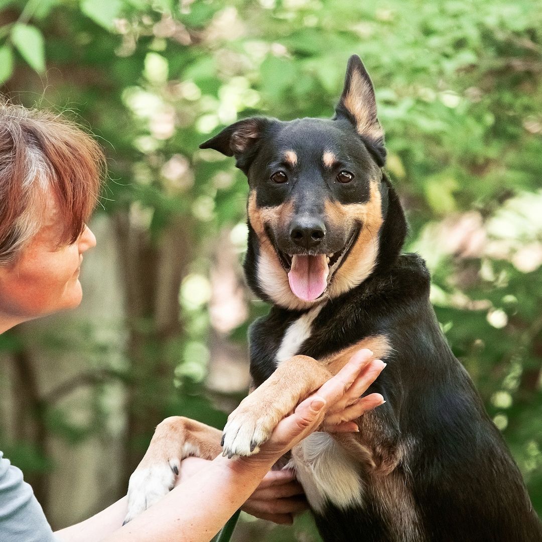 Cheech ist ein Familienhund, ein mittelgroßer Schäferhund-Mischling, der ein Zuhause sucht!