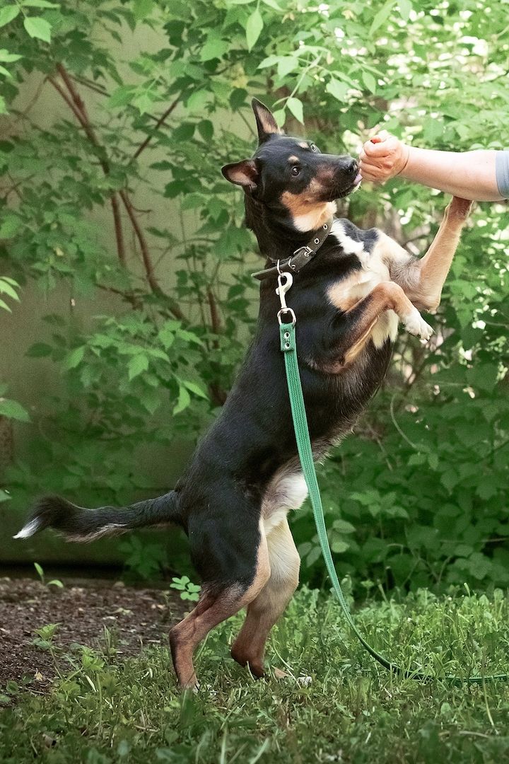 Cheech ist ein Familienhund, ein mittelgroßer Schäferhund-Mischling, der ein Zuhause sucht!
