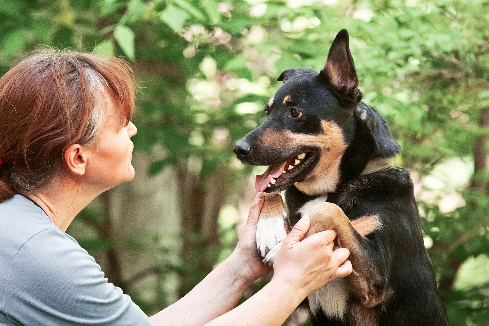Cheech ist ein Familienhund, ein mittelgroßer Schäferhund-Mischling, der ein Zuhause sucht!