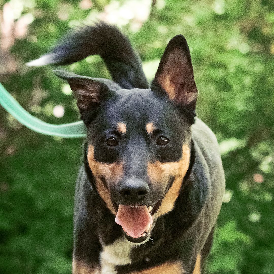 Cheech ist ein Familienhund, ein mittelgroßer Schäferhund-Mischling, der ein Zuhause sucht!