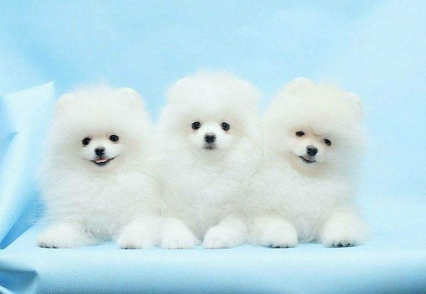 Reinrassige Zwergspitz / Pomeranian welpen mit Papieren