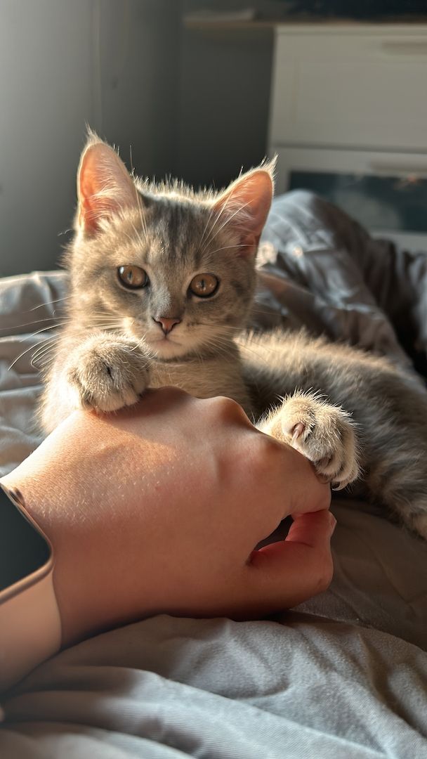 BKH-EKH Junge sucht Ab Sofort sein Zuhause