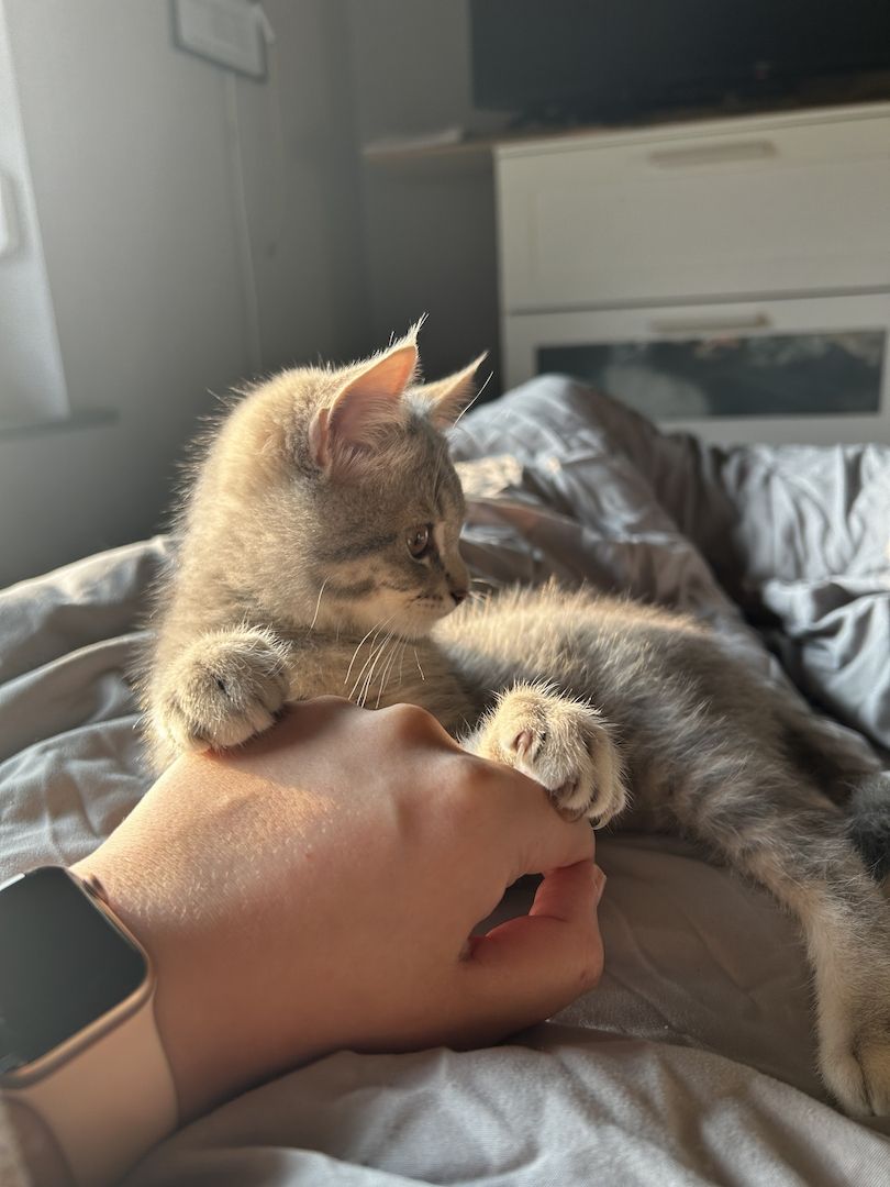 BKH-EKH Junge sucht Ab Sofort sein Zuhause