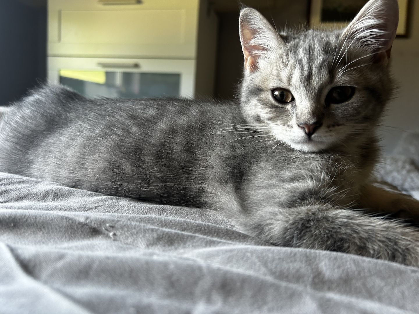 BKH-EKH Junge sucht Ab Sofort sein Zuhause