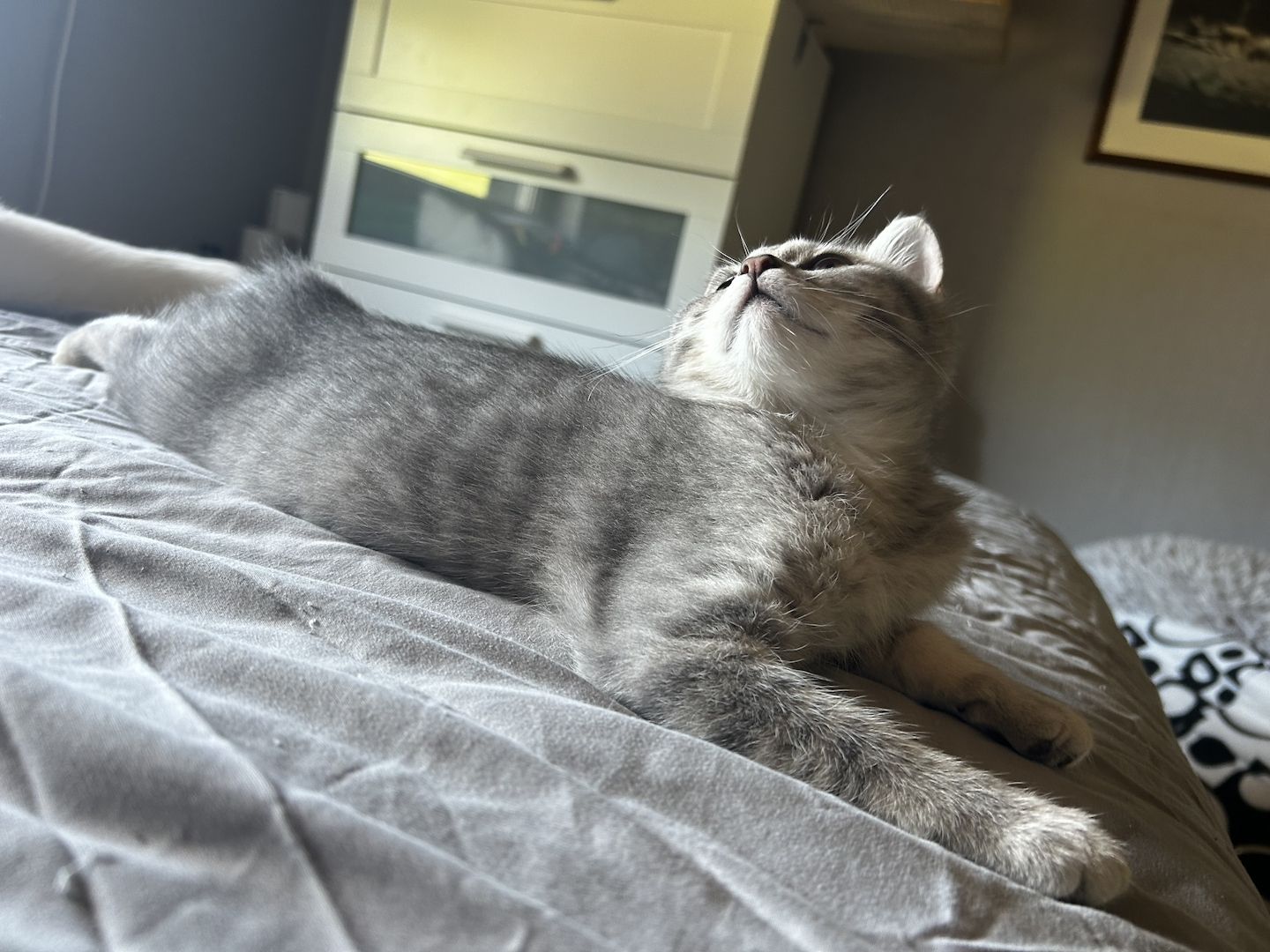 BKH-EKH Junge sucht Ab Sofort sein Zuhause