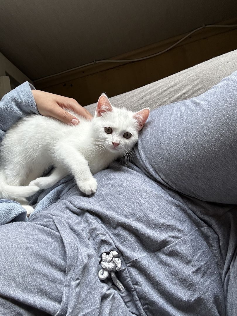 EKH-BKH Junge sucht Ab Sofort sein Zuhause