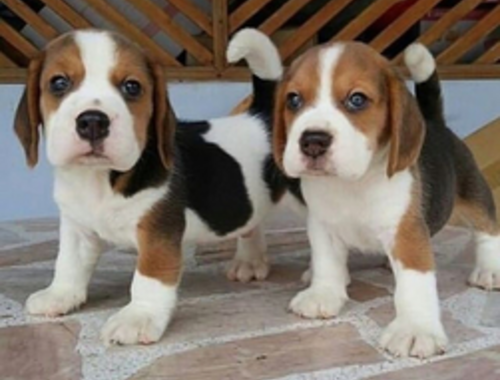 Gesunde Beagle-Welpen