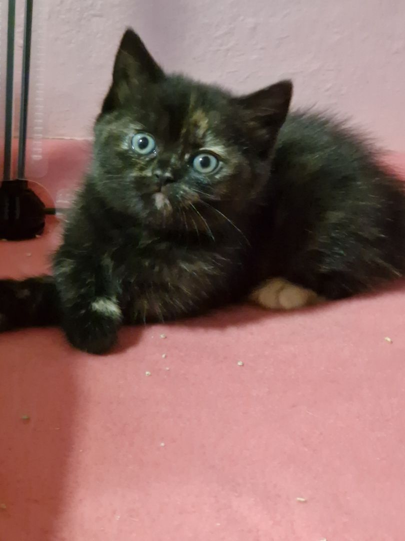Britsch kurzhaar Maine coon kitten Britsch kurzhaar Maine coon kitten