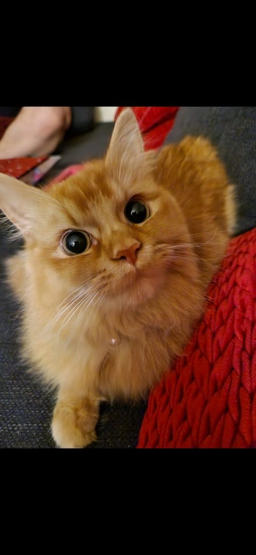 Britsch kurzhaar Maine coon kitten Britsch kurzhaar Maine coon kitten