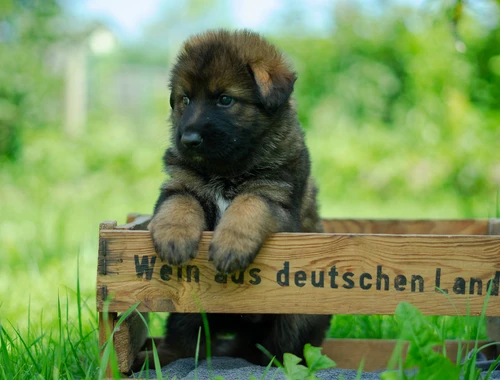 Deutsche Schäferhund