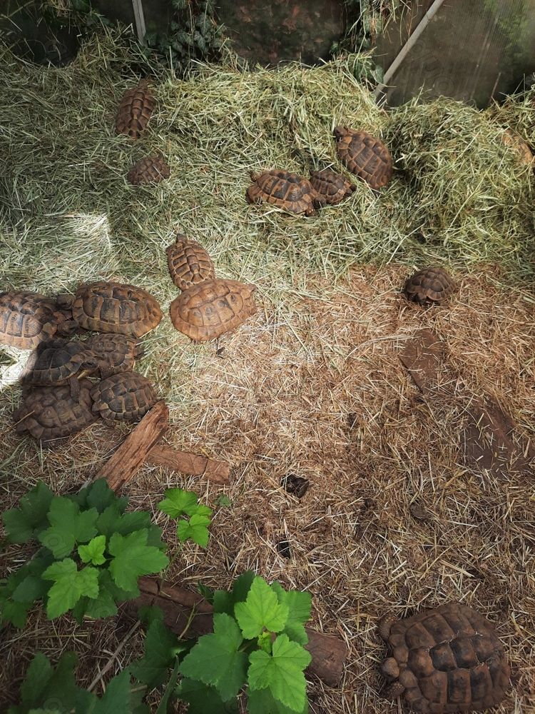 griech. Landschildkröten männlich und weiblich griech. Landschildkröten männlich und weiblich