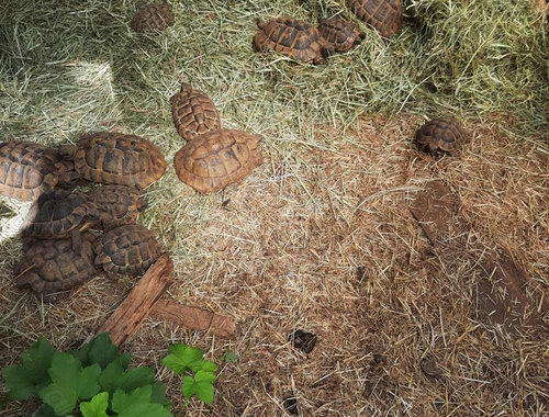 griech. Landschildkröten männlich und weiblich