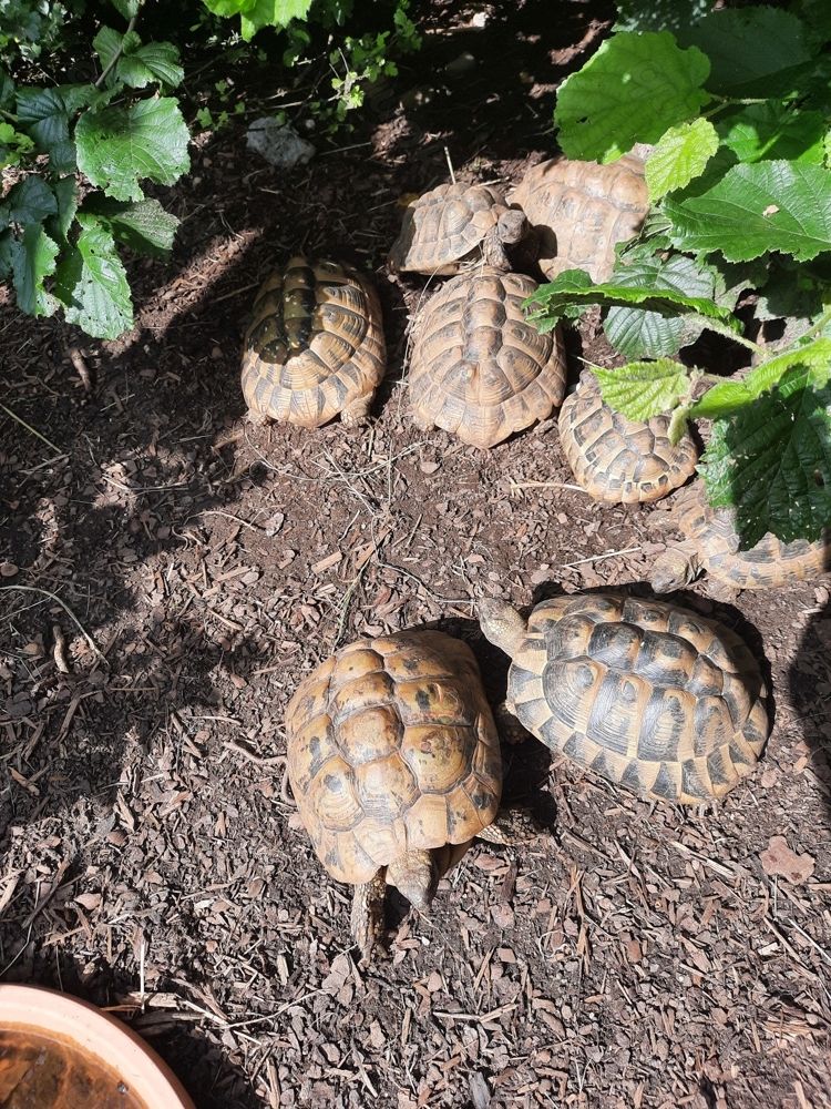 griech. Landschildkröten männlich und weiblich griech. Landschildkröten männlich und weiblich